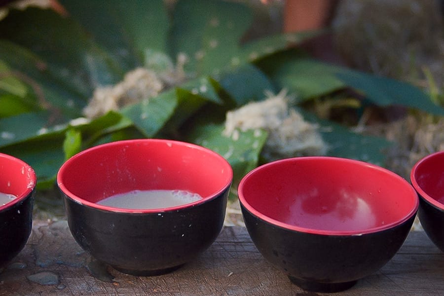 Trying Kava for the First Time? Here’s What to Expect