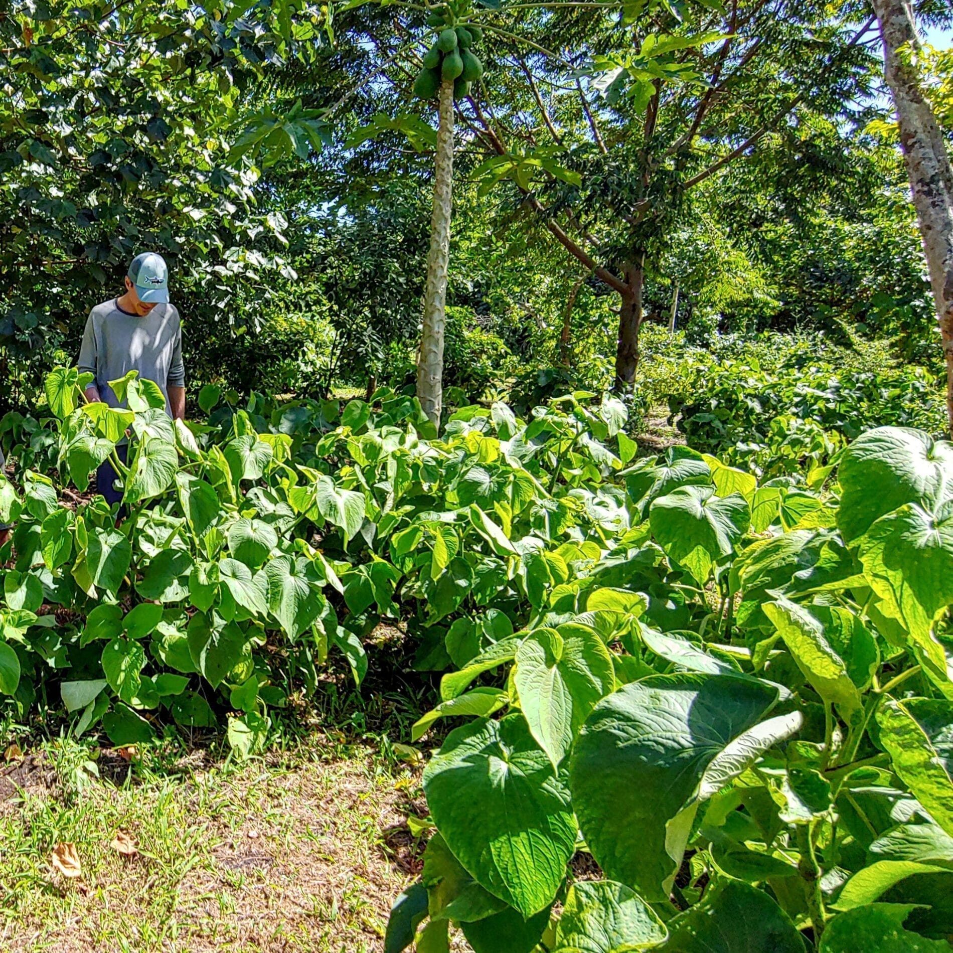 Wholesale Kava Sourced Fresh