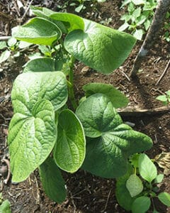 Kava Varieties: A Kava Plant