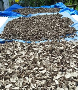 Drying Kava Plant Root