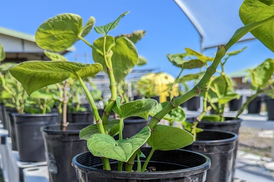 Kava plant in a green house